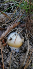 Amanita toxica
