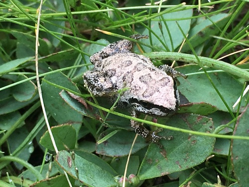 iNaturalist observation photo of Pacific chorus frog