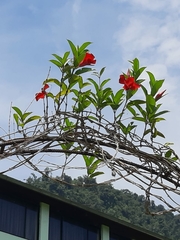 Mandevilla splendens