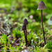 乳柄小菇 - Photo 由 Elisabeth Mettler 所上傳的 (c) Elisabeth Mettler，保留部份權利CC BY-NC