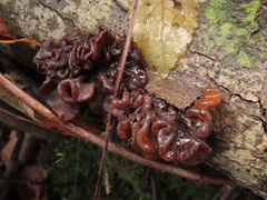 Phaeotremella frondosa