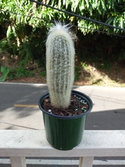 Espostoa