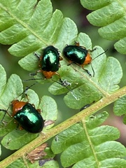 Chalcophana