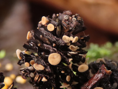 Ciboria viridifusca