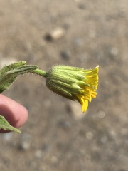 Simsia foetida