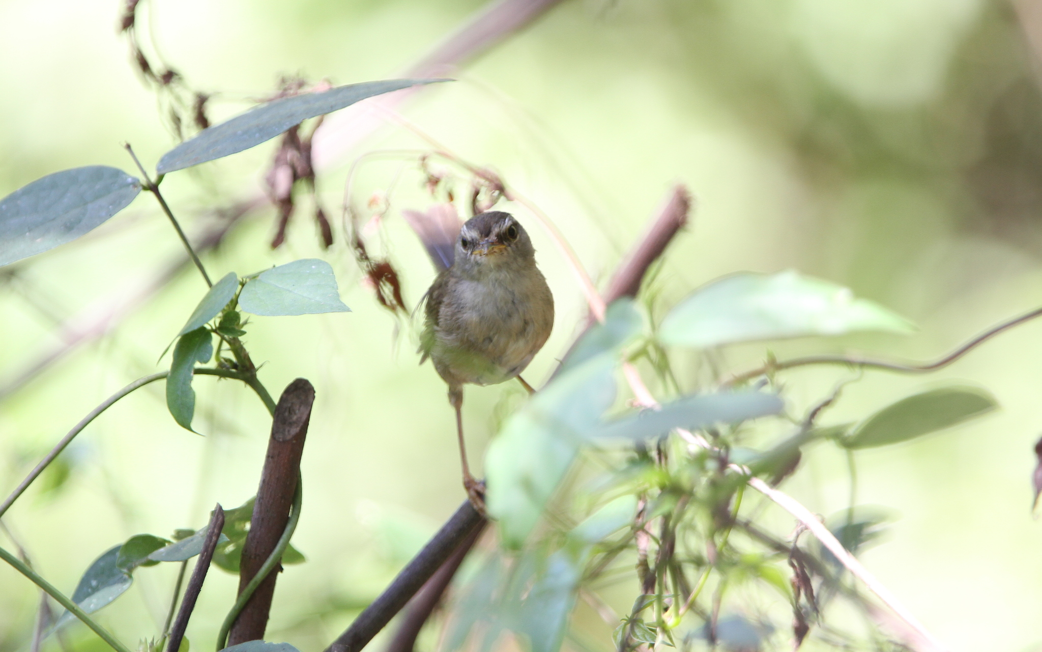 Aberrant Bush Warbler illustration