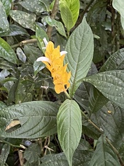 Pachystachys lutea