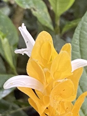Pachystachys lutea