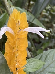 Pachystachys lutea