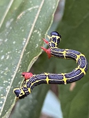 Lepidoptera