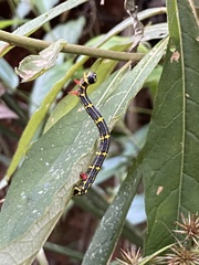 Lepidoptera