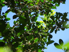 Psilopogon australis