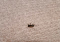 Castianeira cingulata