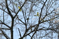 Psilopogon australis