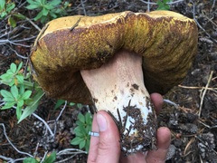 Boletus edulis grandedulis
