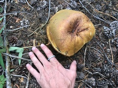 Boletus edulis grandedulis