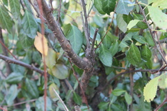 Prunus glandulosa