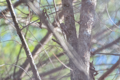 Certhia americana americana