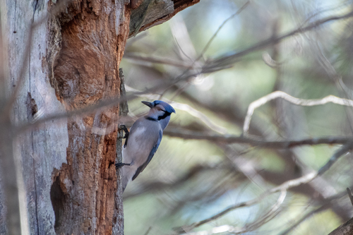 Northern Blue Jay photographed in Vermont
