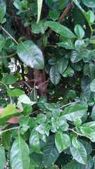 Cavendishia bracteata