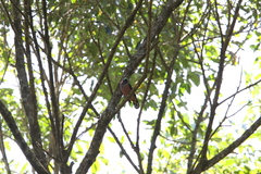 Eurylaimus javanicus javanicus