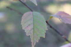Prunus glandulosa