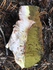 Boletus edulis grandedulis