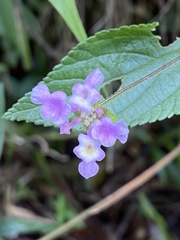 Lantana montevidensis