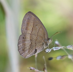 Yphthimoides affinis