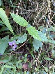 Lantana montevidensis