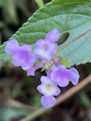 Lantana montevidensis