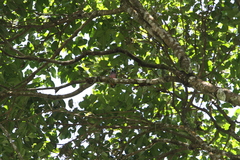 Eurylaimus javanicus javanicus