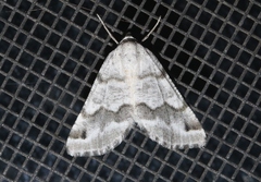 Macaria pallipennata