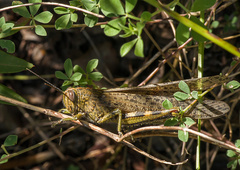 Anacridium aegyptium
