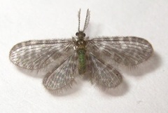 Nallachius americanus