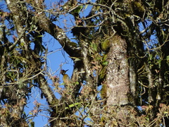 Chrysocolaptes strictus