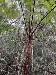 Cyatheaceae