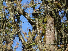 Chrysocolaptes strictus