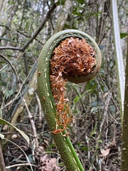 Cyatheaceae