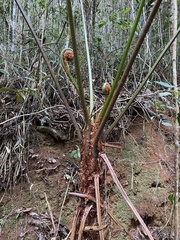 Cyatheaceae