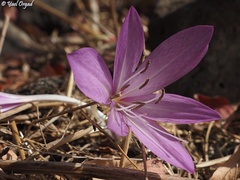 Colchicum feinbruniae