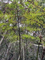 Cyatheaceae