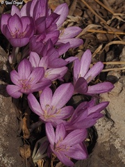 Colchicum feinbruniae