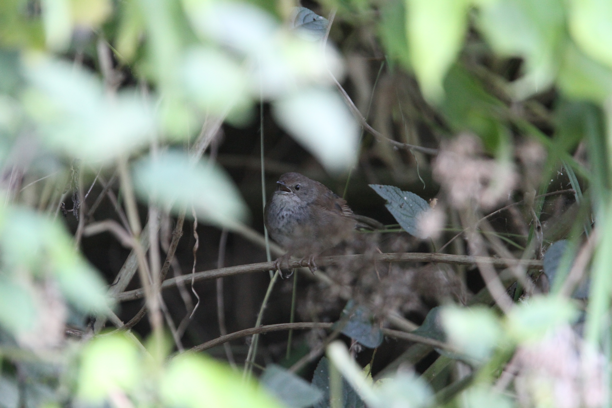 Javan Bush Warbler (Locustella montis), photo 8