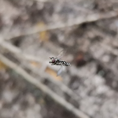 Platycheirus chalconota