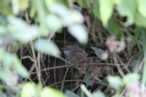 Javan Bush Warbler (Locustella montis), photo 8