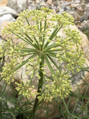 Angelica lineariloba
