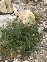 Angelica lineariloba