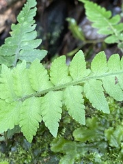 Polypodiopsida