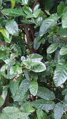 Cavendishia bracteata